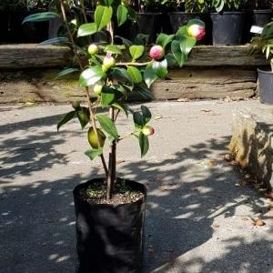 Planter Bags (PBS)/Sprayguards 160X160X320-125 BLACK PB12 - Flexoplas